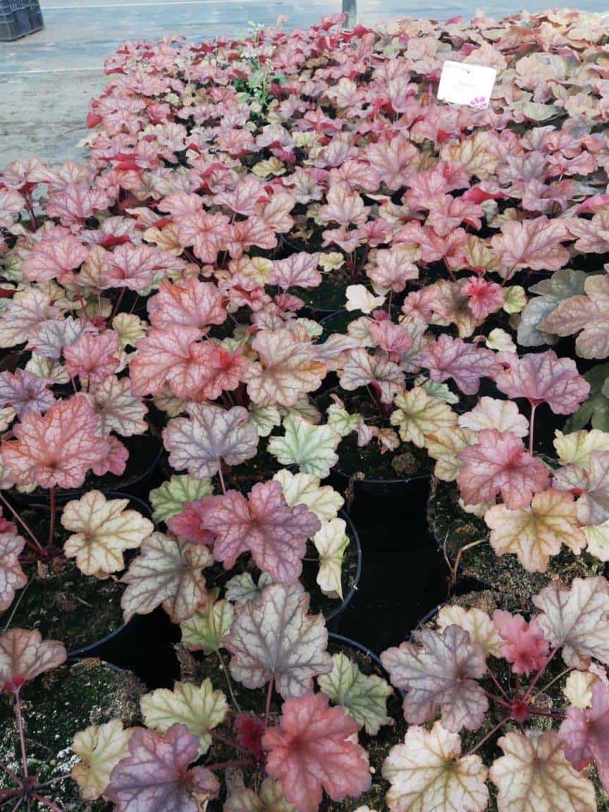Żurawka "Can-Can"© 20-30cm c2 (Heuchera"Can-Can") Heuchera "Can-Can" 5