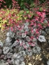 Żurawka "Can-Can"© 20-30cm c2 (Heuchera"Can-Can") Heuchera "Can-Can" 4