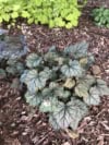 Żurawka "Can-Can"© 20-30cm c2 (Heuchera"Can-Can") Heuchera "Can-Can" 3