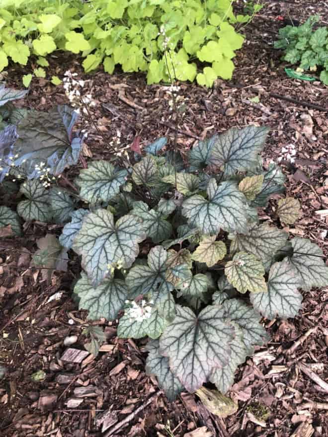 Żurawka "Can-Can"© 20-30cm c2 (Heuchera"Can-Can") Heuchera "Can-Can" 3