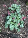 Żurawka Tokyo Heuchera 'Tokyo' 1