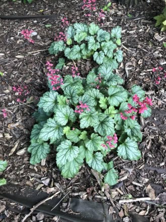 Żurawka Tokyo Heuchera 'Tokyo' 1