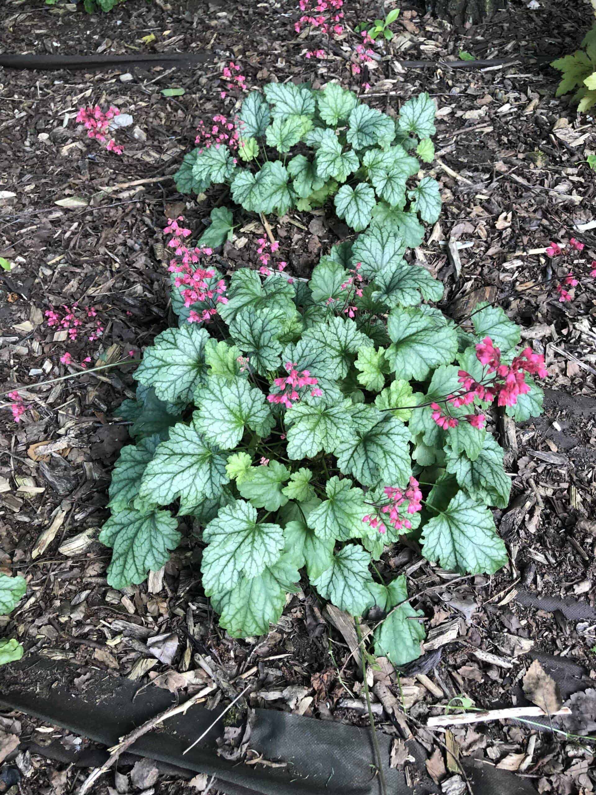 Żurawka Tokyo Heuchera 'Tokyo' 1