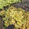 Żurawka World Caffe Romano - heuchera- Złota odmiana Heuchera 'World Caffe Romano' 3