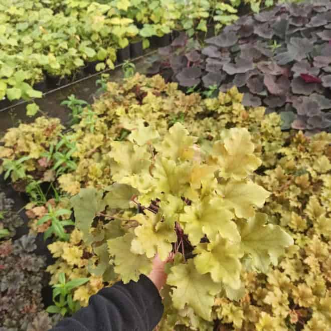 Żurawka World Caffe Romano - heuchera- Złota odmiana Heuchera 'World Caffe Romano' 3