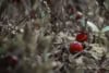Żurawina wielkoowocowa Howes - IDEALNA NA POCZĄTEK Vaccinium macrocarpon 'Howes' 3