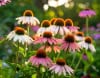 Jeżówka PolyNation Mix Echinacea PolyNation Mix 2
