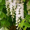 Wisteria Glicynia Alba Wisteria Alba 2