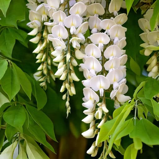 Wisteria Glicynia Alba Wisteria Alba 2
