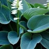 Hosta hybrid Blue Angel Hosta hybrid Blue Angel 2