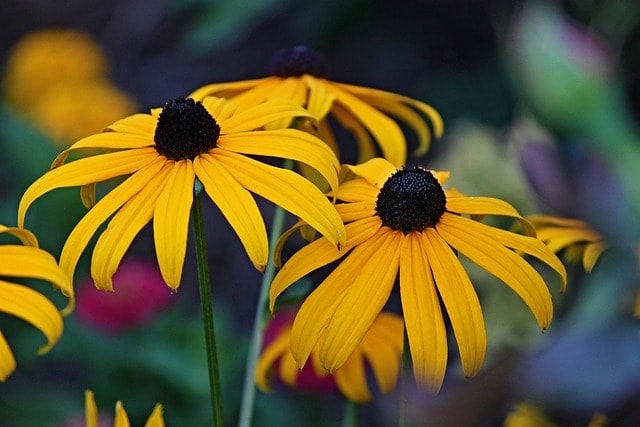 Rudbekia błyskotliwa (Rudbeckia fulgida)