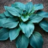 Hosta hybrid Blue Angel Hosta hybrid Blue Angel 1