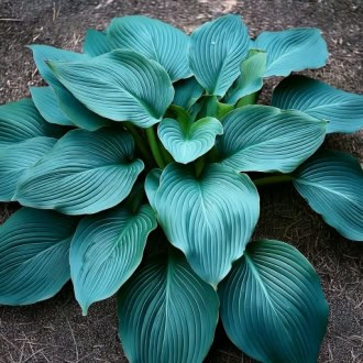 Hosta hybrid Blue Angel Hosta hybrid Blue Angel 1