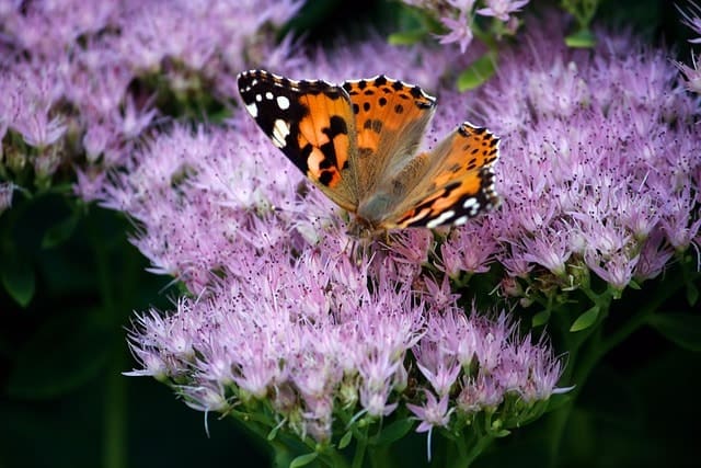 Motyl na kwiatach w ogrodzie