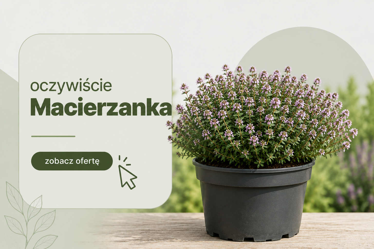 Macierzanka w doniczce – sadzonki w sklepie Wszystko dla ogrodu