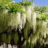 Wisteria Glicynia Alba Wisteria Alba 1
