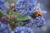 Prusznik pół płożący Blue Diamond Ceanothus Blue Diamond 2