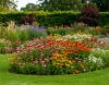 Jeżówka PolyNation Mix Echinacea PolyNation Mix 3