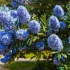 Prusznik pół płożący Blue Diamond Ceanothus Blue Diamond 1