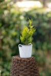 Cyprysik Lawsona White Spot - Jasna kolumnowa odmiana Chamaecyparis lawsoniana White spot' 2