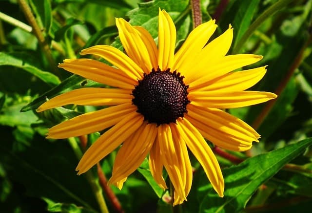 Żółty kwiat rudbekii z bliska