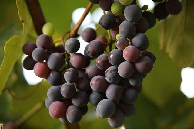 Najlepsza winorośl na czerwone wino – jaka winorośl na czerwone wino?
