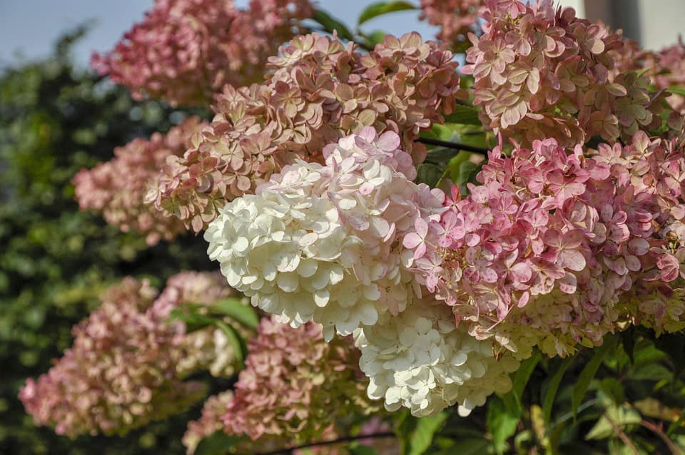 Hortensja bukietowa „Little Fresco”
