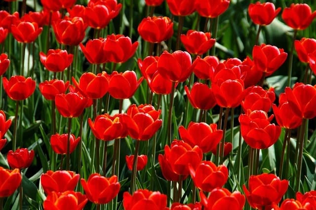Czerwone tulipany w ogrodzie