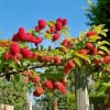 Malinojeżyna Tyberry Rubus Tyberry 2