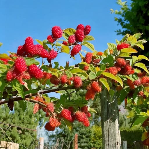 Malinojeżyna Tyberry Rubus Tyberry 2