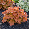 Żurawka Heuchera Kassandra Heuchera vilosa Kassandra 1