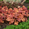 Żurawka Heuchera Kassandra Heuchera vilosa Kassandra 3
