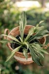 Funkia Hosta - LOSOWA ODMIANA Funkia Hosta MIX 1szt 6