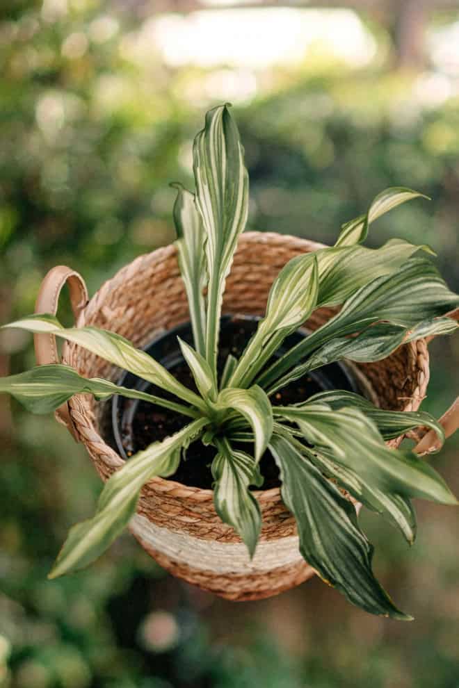 Funkia Hosta - LOSOWA ODMIANA Funkia Hosta MIX 1szt 6