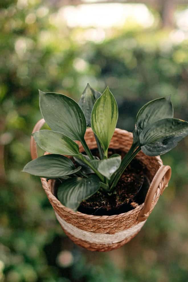 Funkia Diamond Lake Hosta sieboldiana Diamond Lake 2