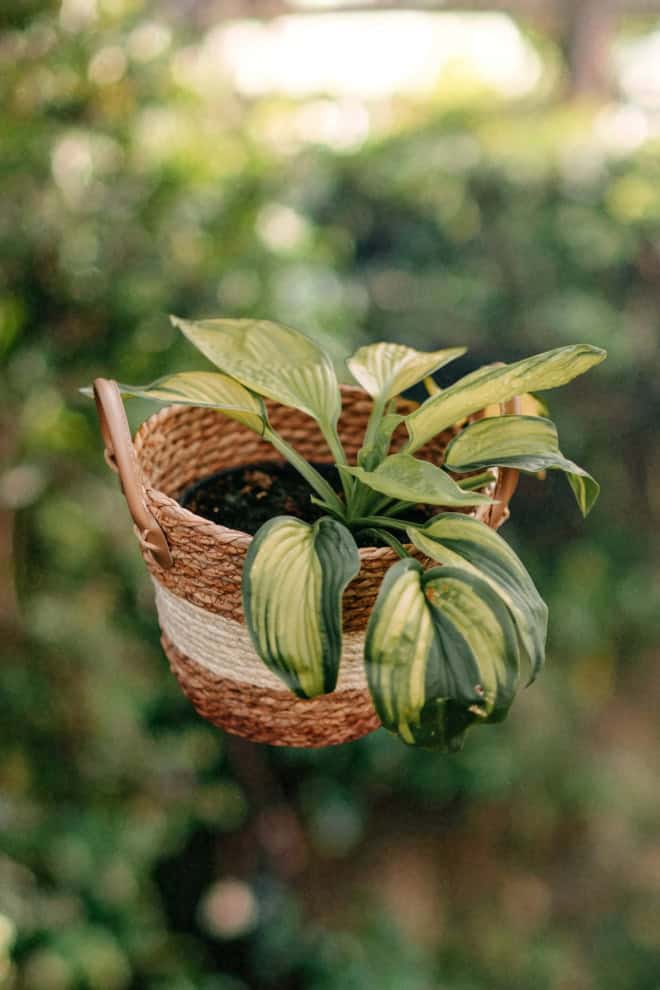 Hosta hybrid Age of Gold Hosta hybrid Age of Gold 2