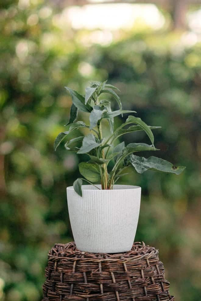 Jeżówka purpurowa Meditation White Echinacea Purpurea Medidation White 2