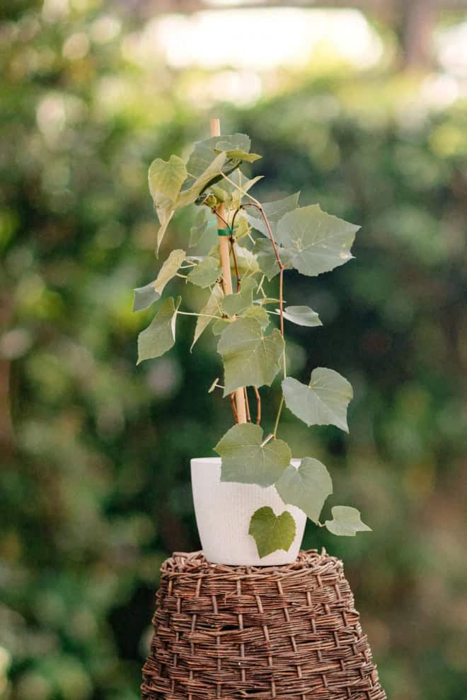 Winorośl winogron Arkadia Vitis ''Arkadia'' 2
