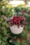 Żurawka Chocolate Ruffles - Ciemna Heuchera 'Chocolate Ruffles' 2