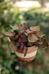 Żurawka Ginger Ale Heuchera 'Ginger Ale' 2