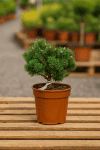 Sosna górska Mops - miniaturowa kula Pinus mugo Mops 2