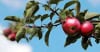 Jabłoń Early Geneva (Czerwona papierówka) Malus Early geneva 1
