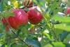 Jabłoń Early Geneva (Czerwona papierówka) Malus Early geneva 2