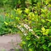 Itea Virginska Henry's gamet Itea Virginii Henry's gamet 2