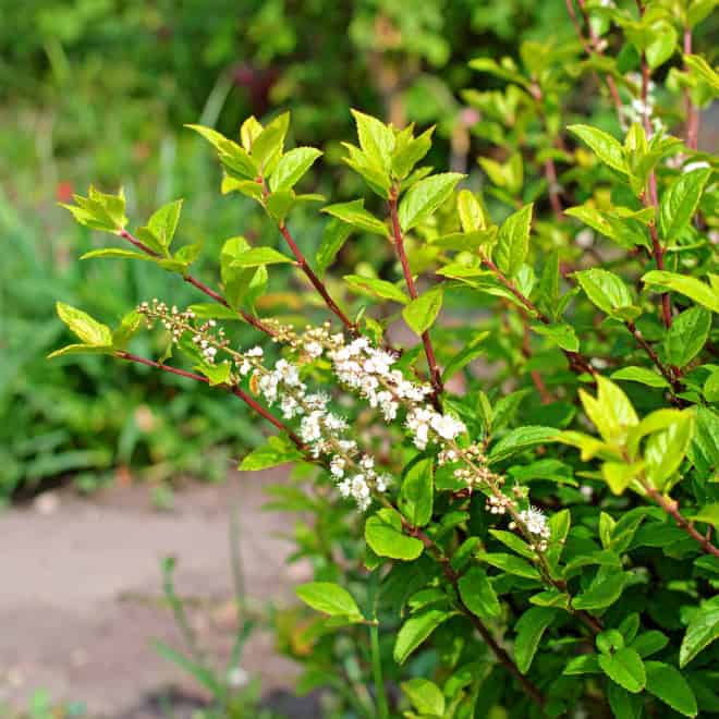 Itea Virginska Henry's gamet Itea Virginii Henry's gamet 2