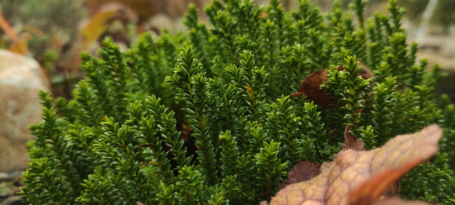 Hebe Shrubby Veronica Hebe Shrubby Veronica 2