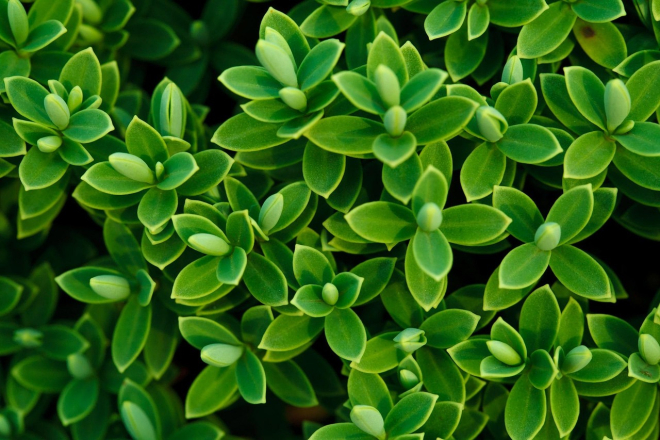 Hebe Shrubby Veronica Hebe Shrubby Veronica 1