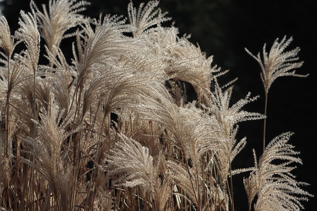 grasses, pampas grass, grass flowers, silvery, shimmering