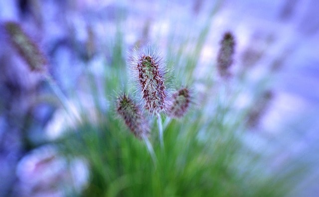 ornamental grass, the reeds, hello, grass, nature