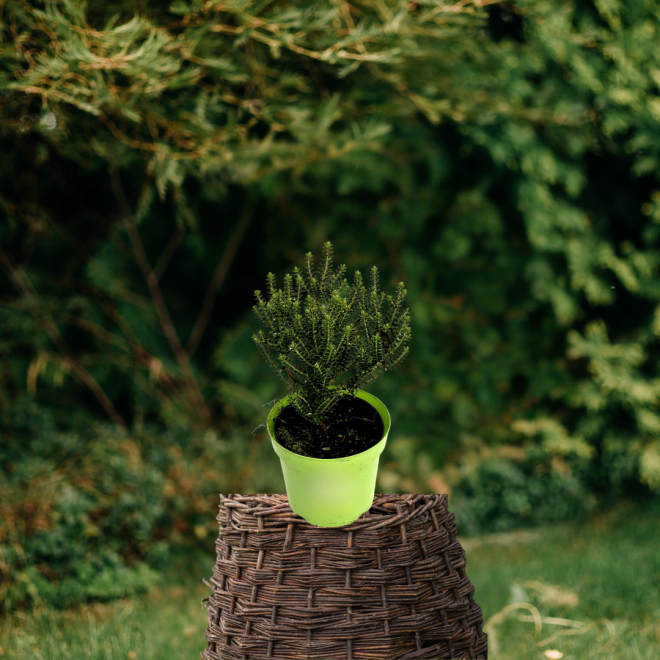 Hebe Shrubby Veronica Hebe Shrubby Veronica 3